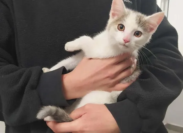 Znaleziono kota, Toruń, 31 grudnia 2025