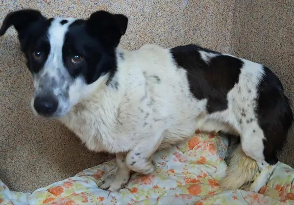 Znaleziono psa, Toruń, 30 grudnia 2025