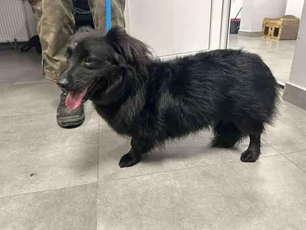 Znaleziono psa, Toruń, 29 grudnia 2025