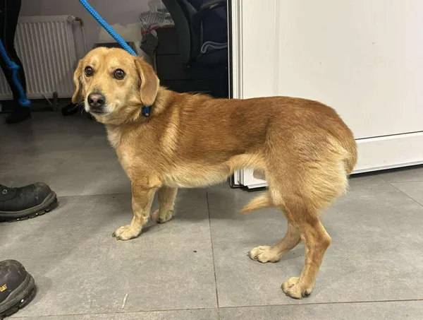 Znaleziono psa, Toruń, 29 grudnia 2025