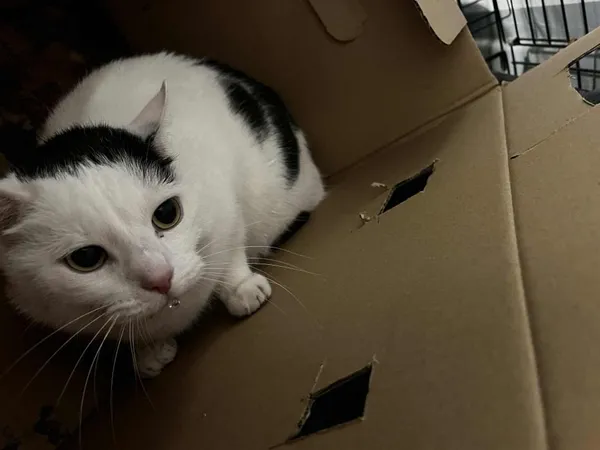 Znaleziono kota, Toruń, 29 grudnia 2025