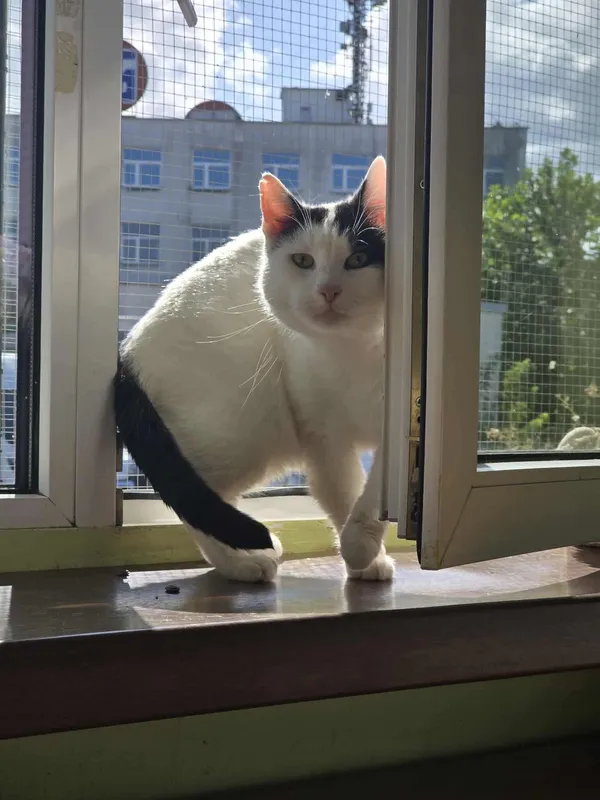 Kot do adopcji, Sosnowiec, 14 sierpnia 2025 (2/4)