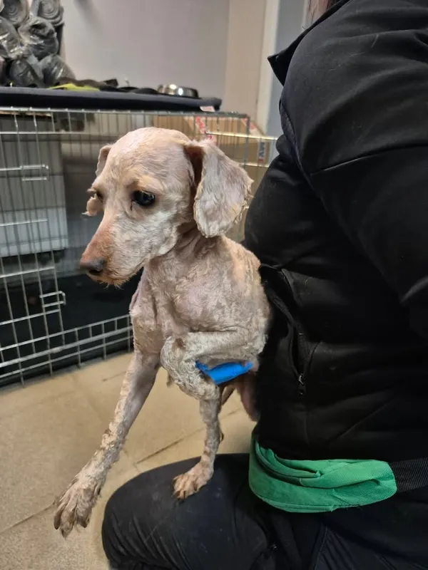 Znaleziono psa, Lublin, 27 grudnia 2025