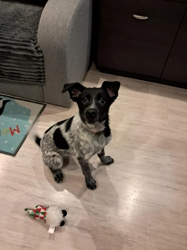 Znaleziono psa, Łódź, 31 grudnia 2025