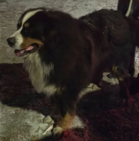 Znaleziono psa, Radom, 30 grudnia 2025