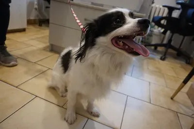 Pies do adopcji, Kraków, 17 grudnia 2025