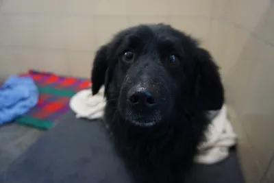 Pies do adopcji, Kraków, 17 grudnia 2025