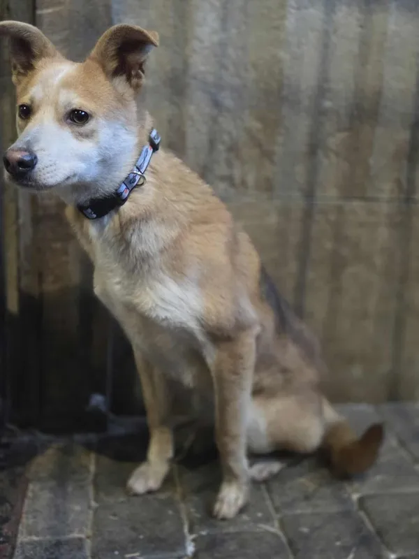 Pies do adopcji, Zgierz, 31 grudnia 2025 (2/3)