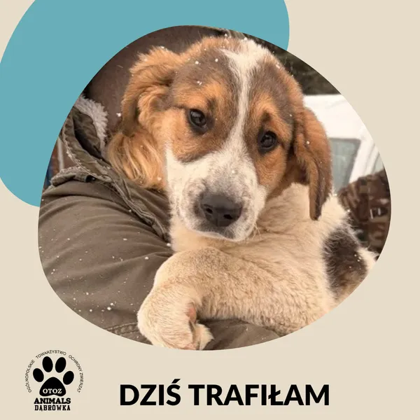 Znaleziono psa, Dąbrówka, 30 grudnia 2025