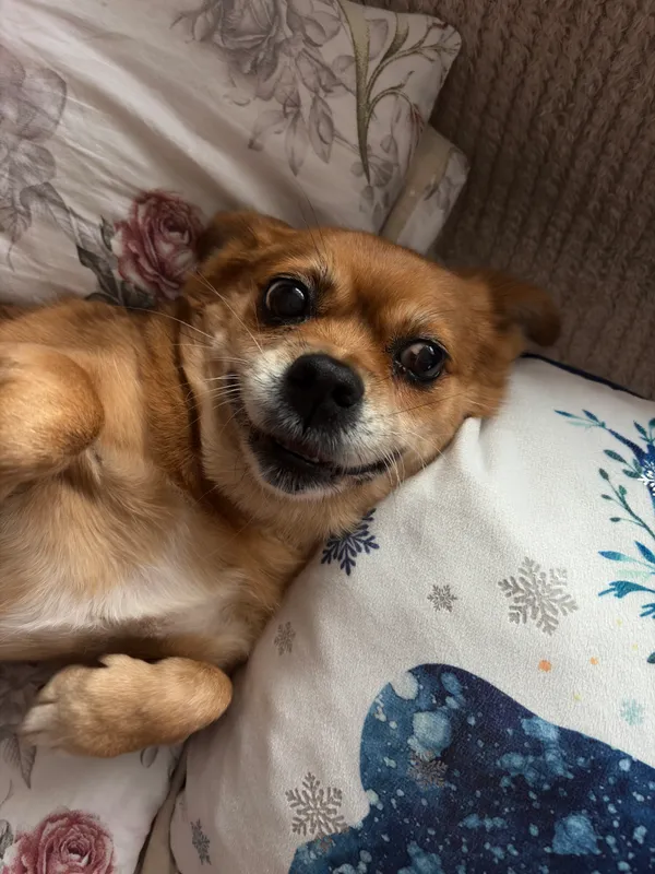 Zaginął pies, Zebrzydowice, 1 stycznia 2026