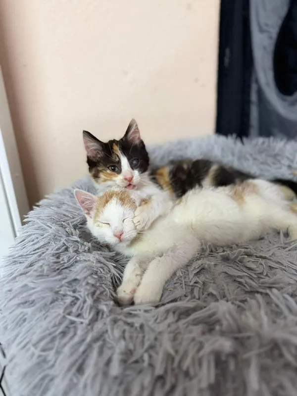 Kot do adopcji, Głowno, 21 grudnia 2025 (4/5)