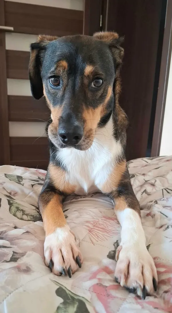 Zaginął pies, Lublin, Czuby Południowe, 1 stycznia 2026 (1/4)