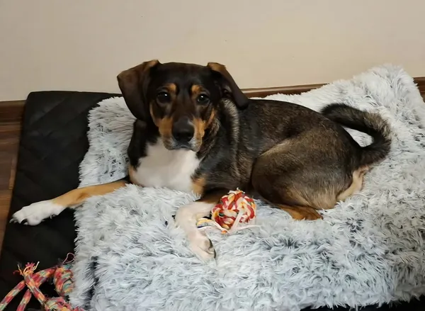 Zaginął pies, Lublin, Czuby Południowe, 1 stycznia 2026 (2/4)