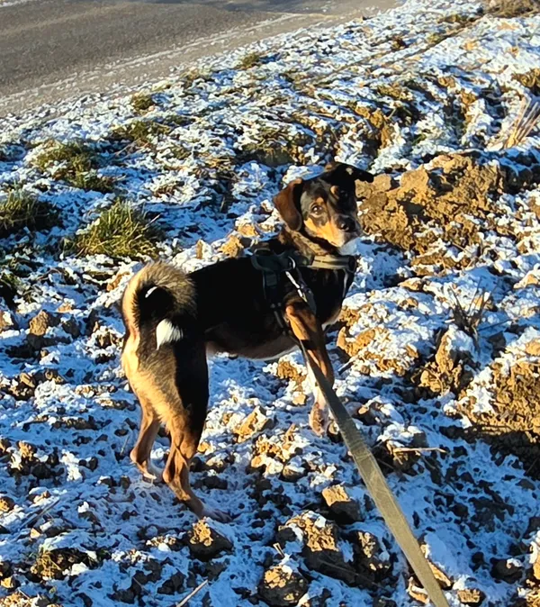 Zaginął pies, Lublin, Czuby Południowe, 1 stycznia 2026 (3/4)