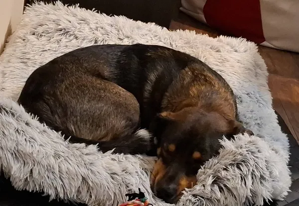 Zaginął pies, Lublin, Czuby Południowe, 1 stycznia 2026 (4/4)