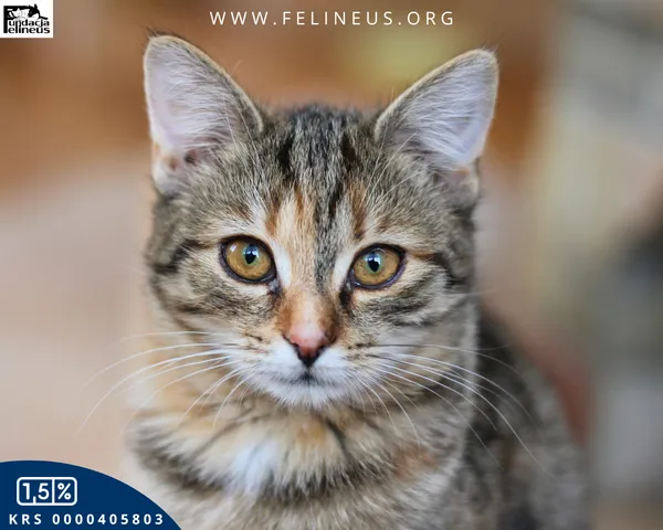 Kot do adopcji, Chmielnik, 1 stycznia 2026 (3/5)