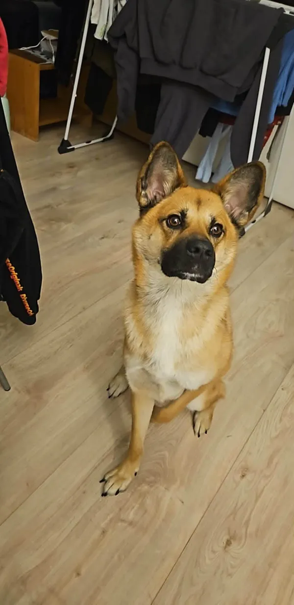 Zaginął pies, Łódź, Olechów, 1 stycznia 2026 (1/2)