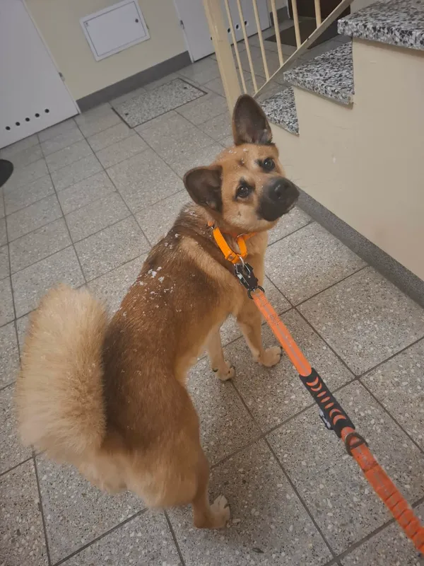 Zaginął pies, Łódź, Olechów, 1 stycznia 2026 (2/2)