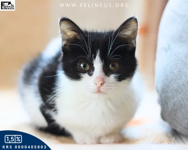 Kot do adopcji, Chmielnik, 1 stycznia 2026 (1/4)