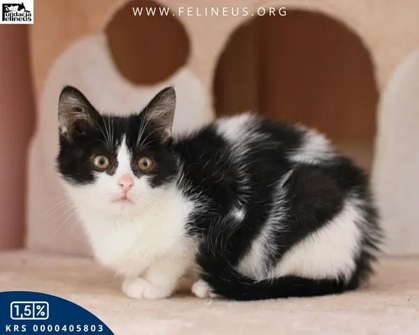 Kot do adopcji, Chmielnik, 1 stycznia 2026 (2/4)