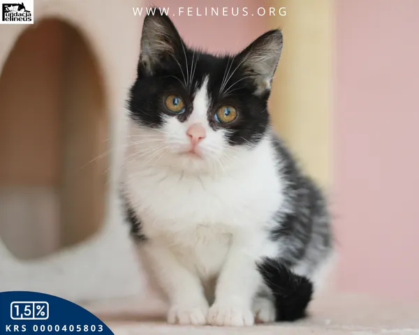 Kot do adopcji, Chmielnik, 1 stycznia 2026 (3/4)