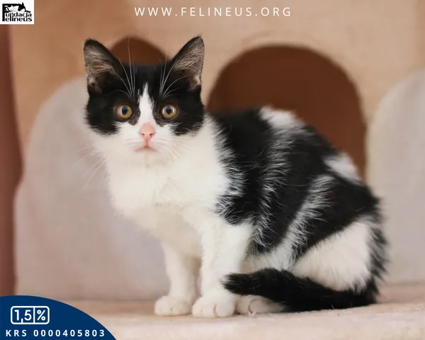 Kot do adopcji, Chmielnik, 1 stycznia 2026 (4/4)