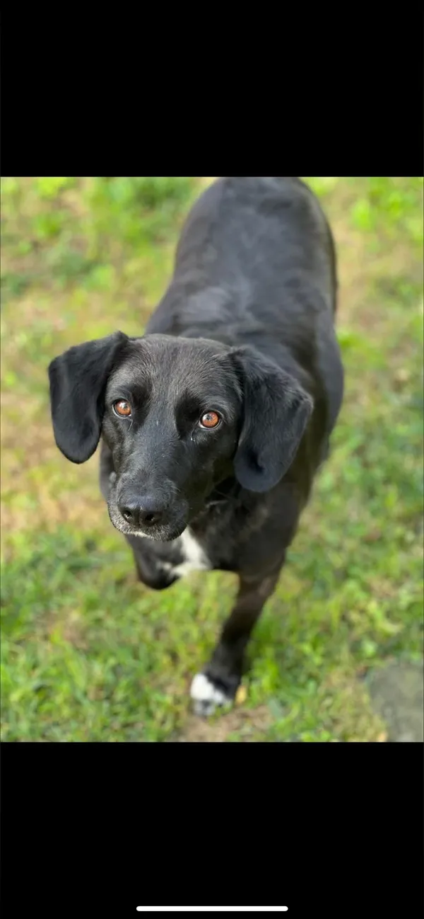 Zaginął pies, Sokola Góra, 1 stycznia 2026 (1/4)