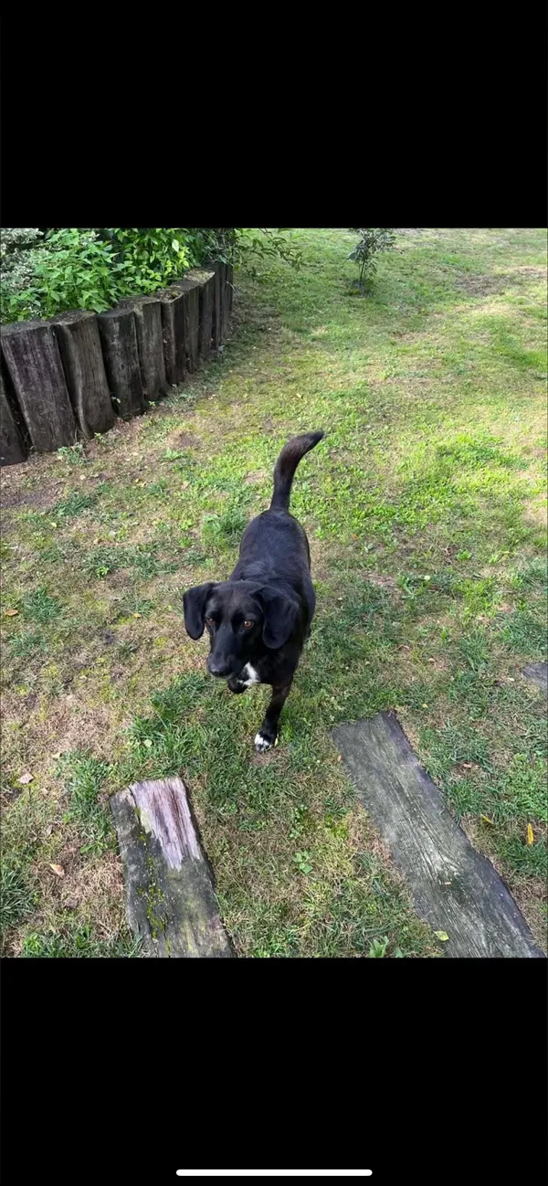 Zaginął pies, Sokola Góra, 1 stycznia 2026 (2/4)