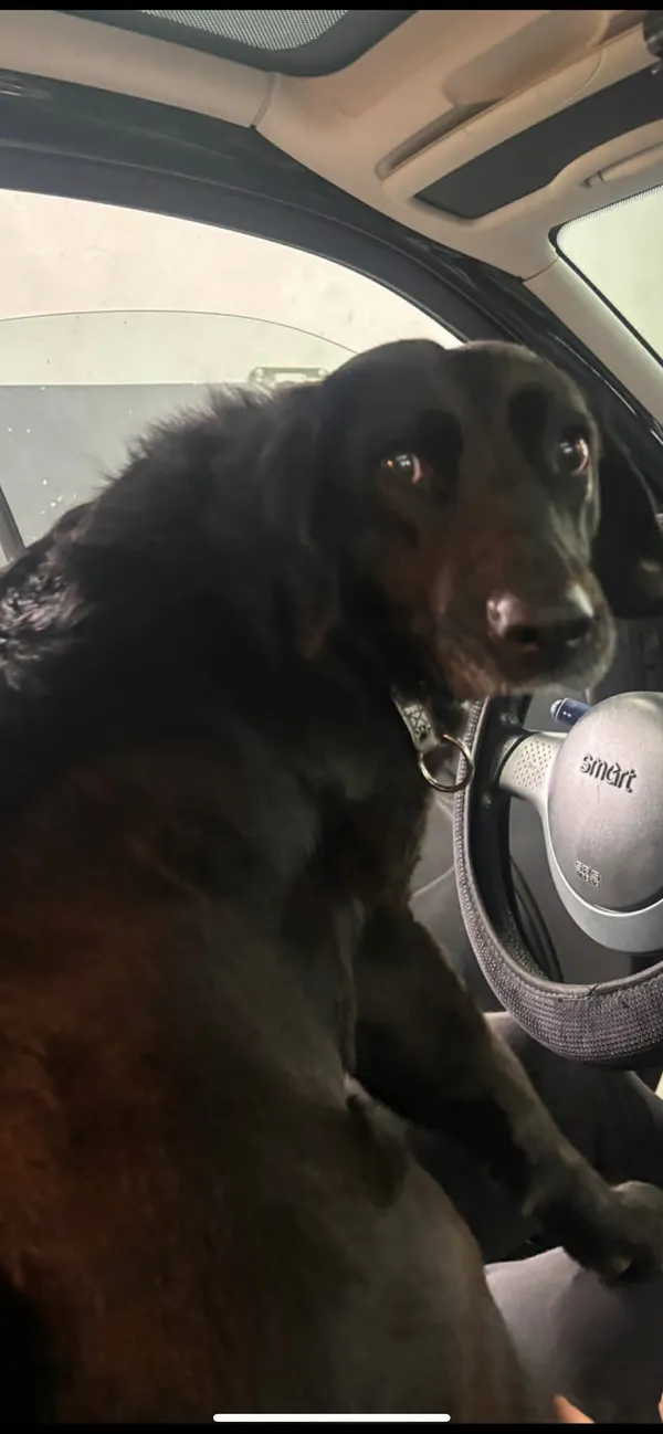 Zaginął pies, Sokola Góra, 1 stycznia 2026 (4/4)