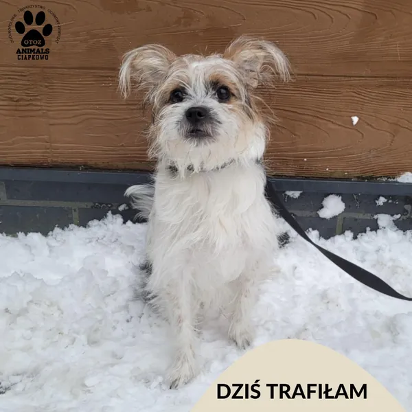 Znaleziono psa, Gdynia, 1 stycznia 2026