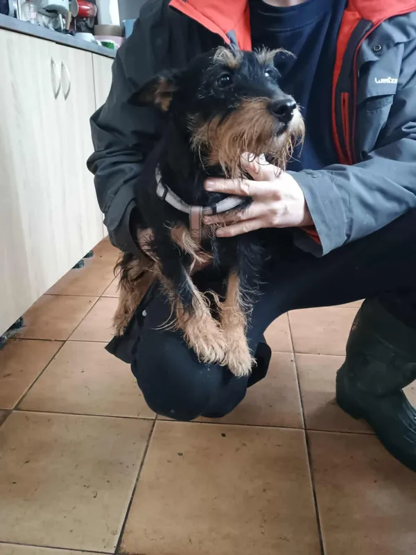 Pies do adopcji, Sosnowiec, 31 grudnia 2025