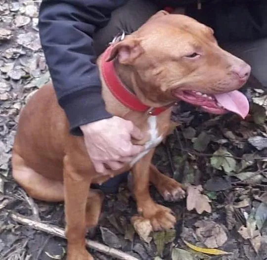 Zaginął pies, Gołotczyzna, 1 stycznia 2026 (2/3)