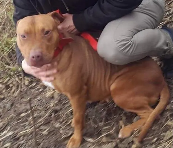 Zaginął pies, Gołotczyzna, 1 stycznia 2026 (3/3)