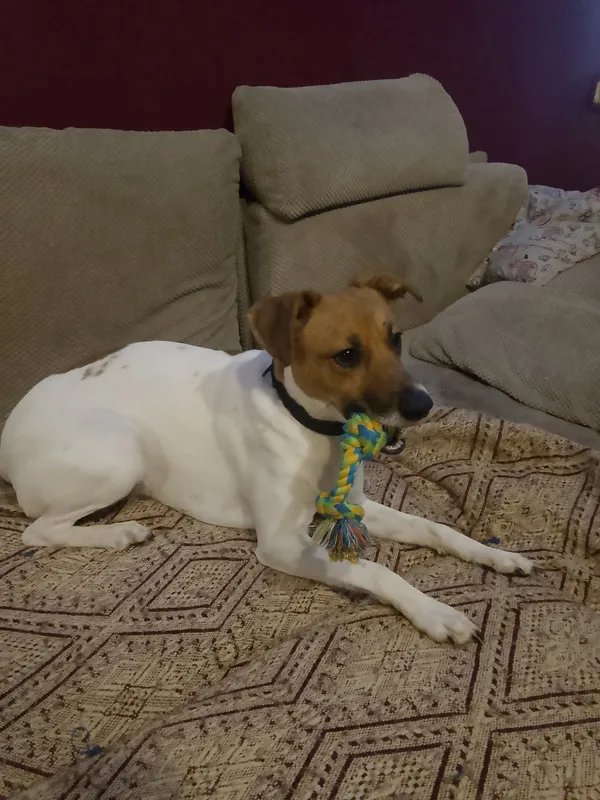 Zaginął pies, Łódź, 1 stycznia 2026