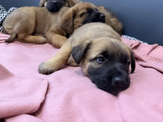 Pies do adopcji, Kraków, 30 grudnia 2025