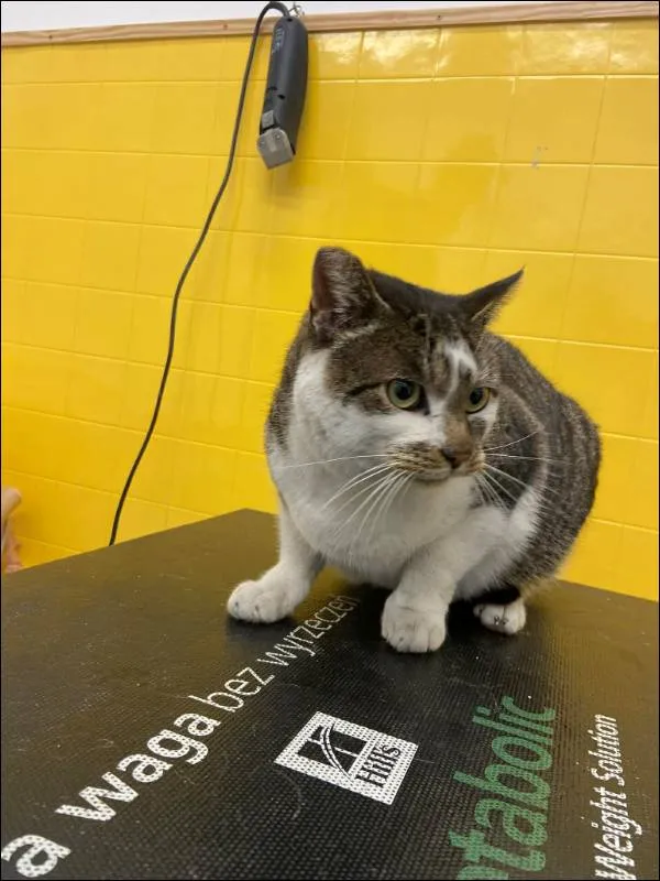 Znaleziono kota, Grudziądz, 1 stycznia 2026