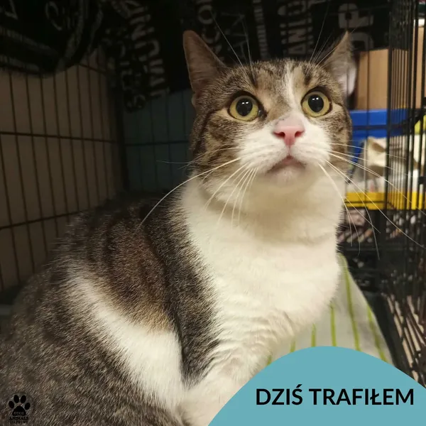 Znaleziono kota, Gdynia, 16 grudnia 2025