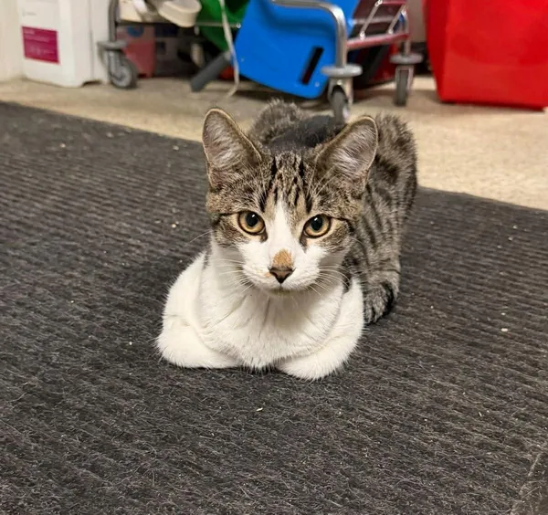 Kot do adopcji, Głowno, 2 listopada 2025 (2/2)