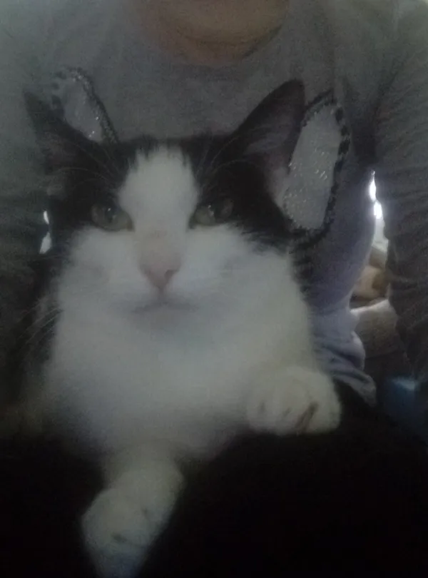 Zaginął kot, Łódź, 1 stycznia 2026