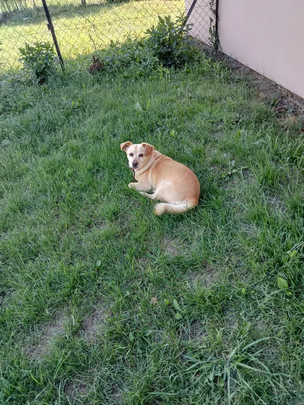 Zaginął pies, Sterławki Wielkie, 2 stycznia 2026