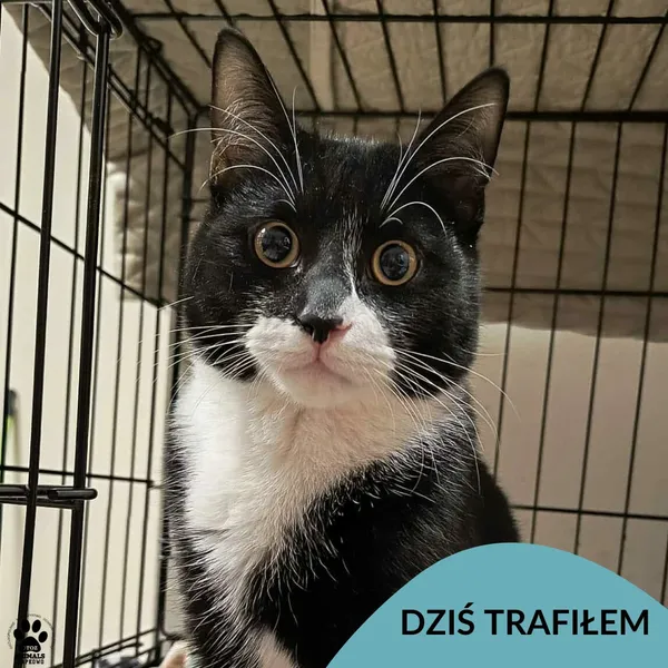 Znaleziono kota, Gdynia, 20 grudnia 2025