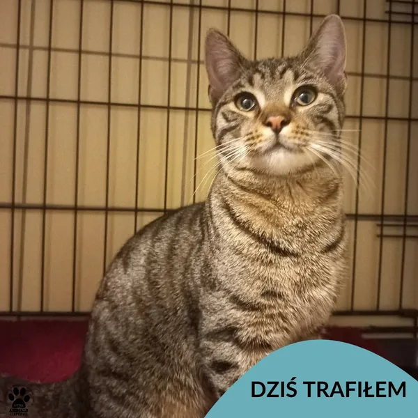 Znaleziono kota, Gdynia, 27 grudnia 2025