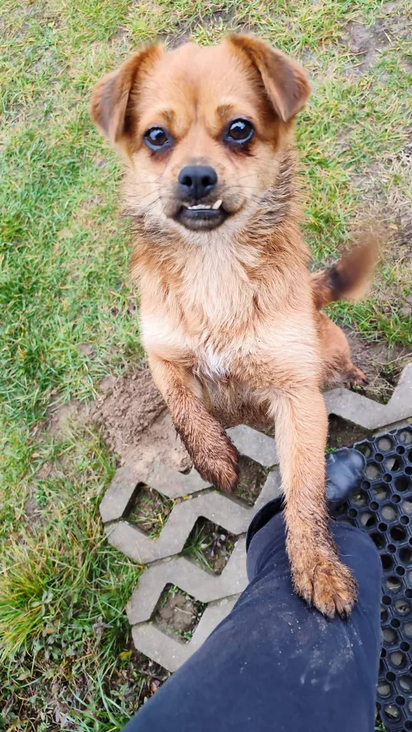 Pies do adopcji, Milanówek, 1 stycznia 2026 (1/2)