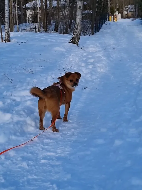 Pies do adopcji, Milanówek, 3 stycznia 2026 (2/5)