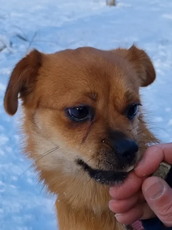 Pies do adopcji, Milanówek, 3 stycznia 2026 (3/5)