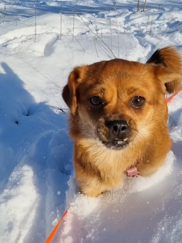 Pies do adopcji, Milanówek, 3 stycznia 2026 (4/5)