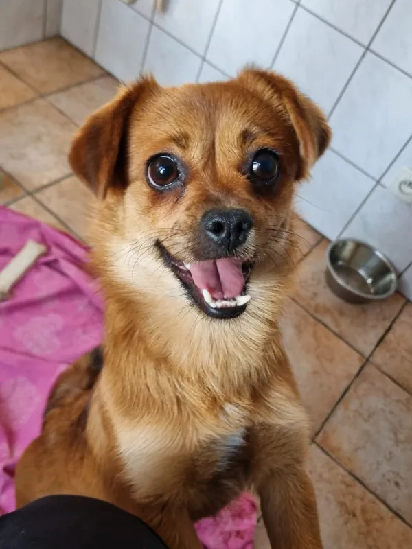 Pies do adopcji, Milanówek, 7 stycznia 2026 (3/5)