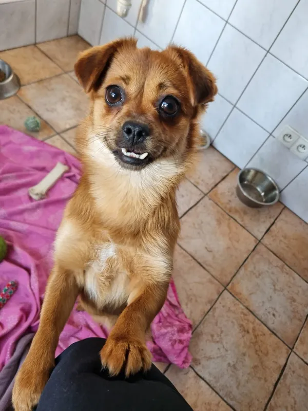 Pies do adopcji, Milanówek, 7 stycznia 2026 (4/5)