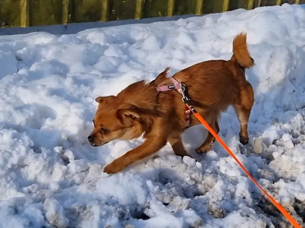 Pies do adopcji, Milanówek, 7 stycznia 2026 (5/5)