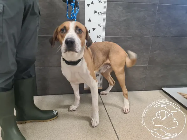 Znaleziono psa, Chełmek, 1 stycznia 2026